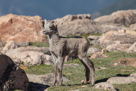 Bighorn Sheep Lambの写真素材