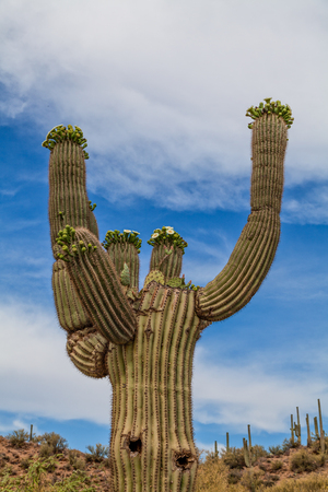 Saguaro Cactus with Prickly Pear in itの写真素材