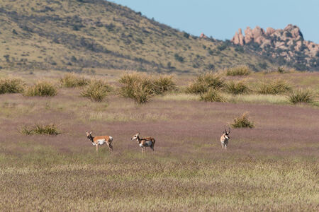 Pronghorn Antelope in Rutの写真素材