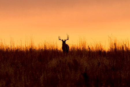 Whitetail Buck in the Sunriseの写真素材