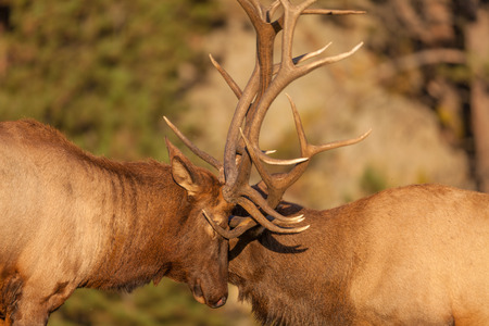 Bull Elk Fighting in Rutの写真素材