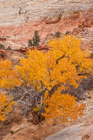 Zion National Park Fall Landscapeの写真素材
