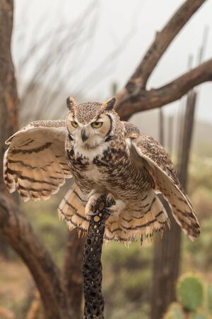 Great Horned Owlの写真素材