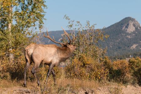 Rutting Bull Elk Buglingの写真素材
