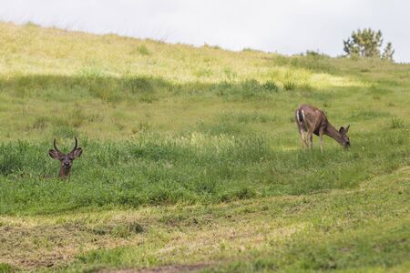 Blacktail Deer Buck and Doe