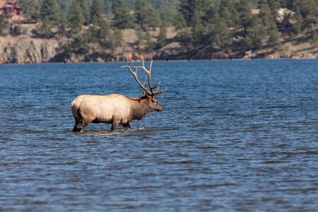 Bull Elk in Lakeの写真素材
