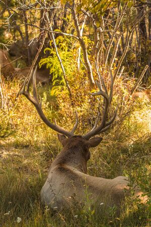 Bull Elk Beddedの写真素材