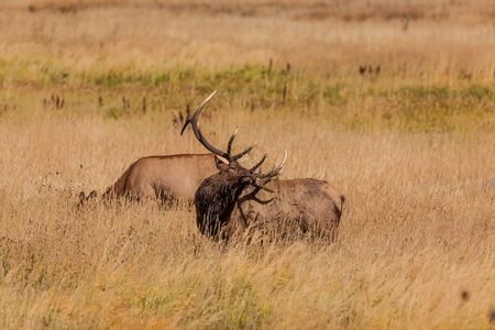Rutting Bull Elkの写真素材
