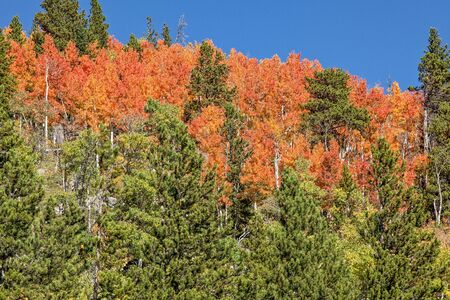Colorado Mountain Landscape in Fallの写真素材