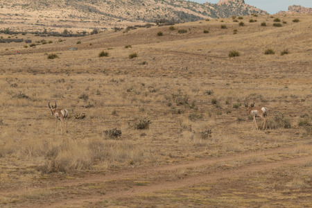 Pronghorn Antelope Bucksの写真素材