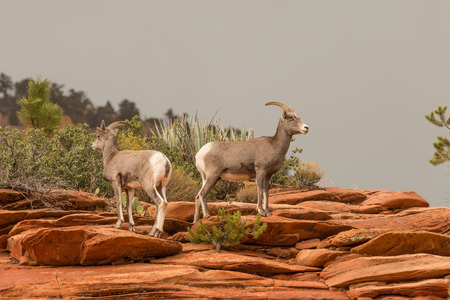 Desert Bighorn Sheep Ewe and Lambの写真素材