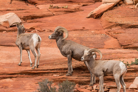 Desert Bighorn Sheepの写真素材