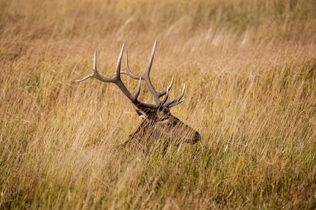 Bull Elk Beddedの写真素材