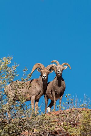 Desert Bighorn Ewe and Ram in the Rutの写真素材