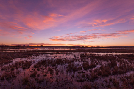 Sunrise Flyoff of Snow Geeseの写真素材