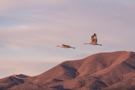 Sandhill Cranes in Flightの写真素材