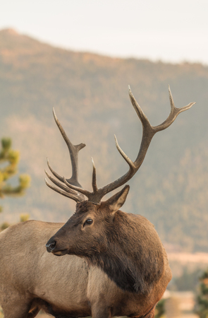 Bull Elkの写真素材