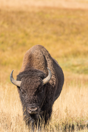 Bison in Yellowstone National Park
