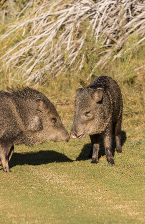 Pair of Javelina Nose to Noseの写真素材