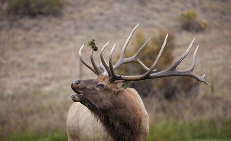 Bull Elk Buglingの写真素材