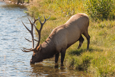 Bull Elk Drinkingの写真素材