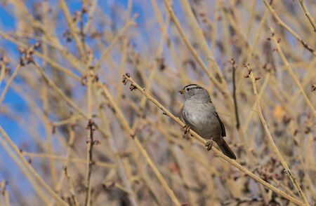 White crowned sparrow
