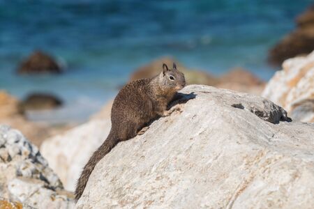 California Ground Squirrelの写真素材