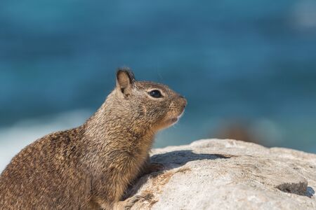 California Ground Squirrelの写真素材