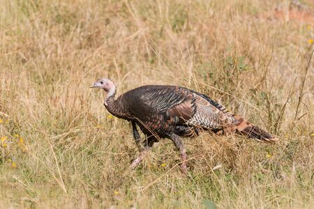Wild Turkey Gobbler