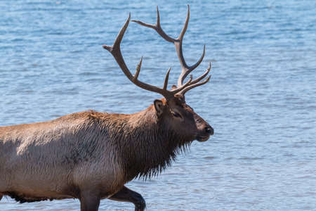 Bull Elk in Lakeの写真素材