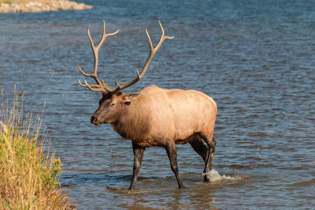 Bull Elk in Lakeの写真素材