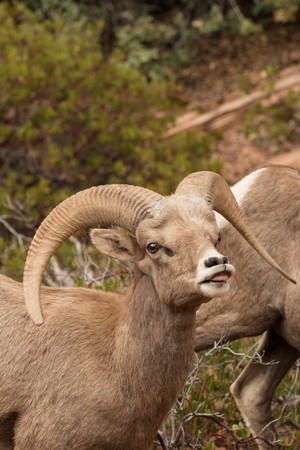 Desert Bighorn Ram in Rutの写真素材