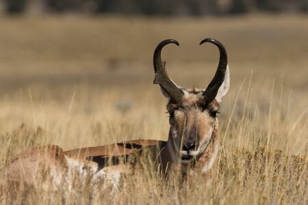 Pronghorn Antelope Buckの写真素材