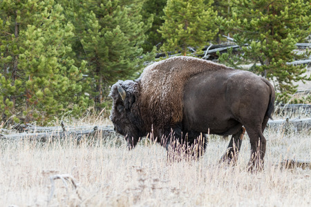 Bison