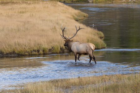 Bull Elk Crossing a Riverの写真素材