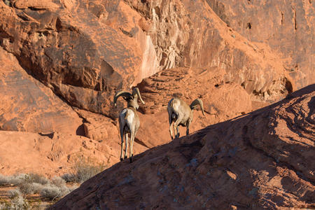 Desert Bighorn Sheep Ramsの写真素材