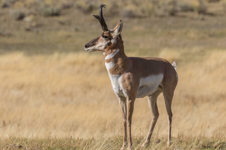 Pronghorn Antelope Buck