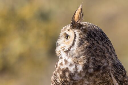 Great Horned Owlの写真素材
