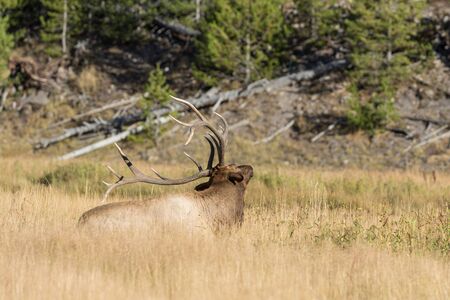 Bull Elk Bedded in Meadowの写真素材