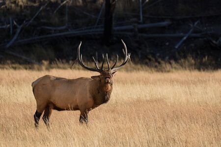 Bull elk Buglingの写真素材