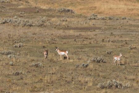 Pronghorn Buck and Does in Rutの写真素材