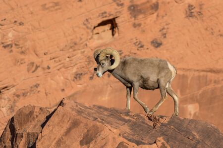 Desert Bighorn Sheep Ramの写真素材