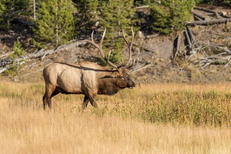 Bull Elk in Rutの写真素材