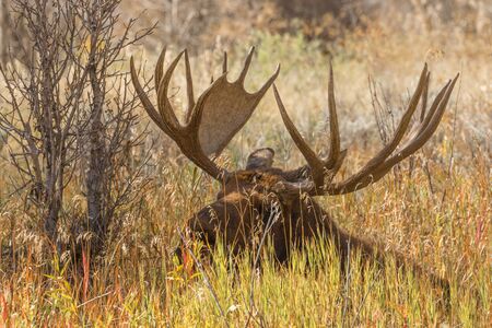 Bull Moose beddedの写真素材