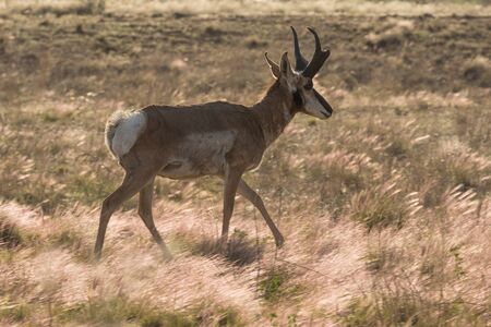Pronghorn Antelope Buckの写真素材