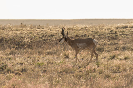 Pronghorn Antelope Buckの写真素材