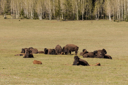 Bison Herd