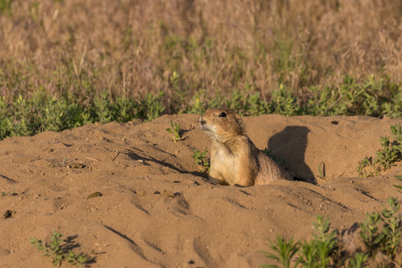 Prairie Dog
