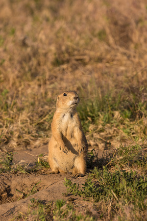 Alert Prairie Dogの写真素材