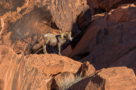 Desert Bighorn Sheep Ramの写真素材